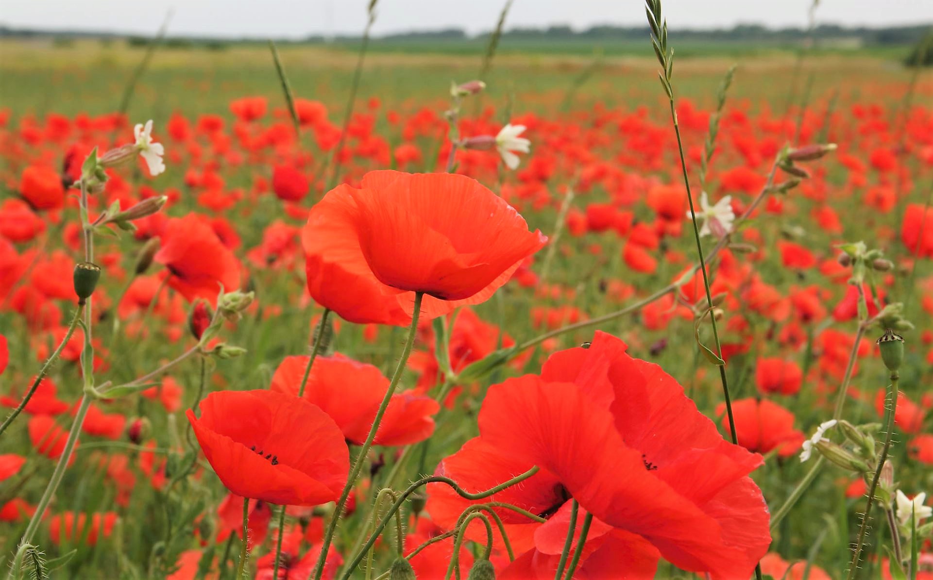 Field of Poppy Flowers in Red