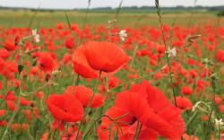 Field of Poppy Flowers in Red
