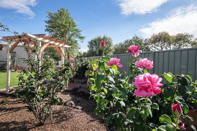 Large Pink Roses in the Garden