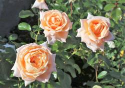 Light Peach Color Roses Trio