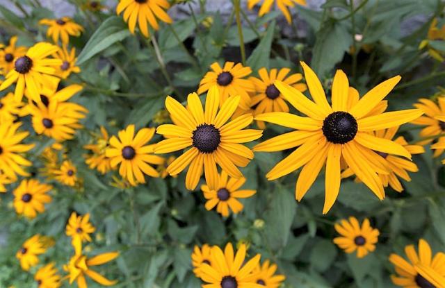 Orange Daisy Flowers with Black Center