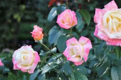 Pink and White Roses