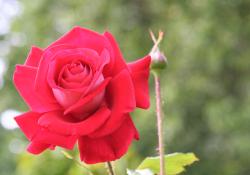 Red Rose Close Up with Bokeh Background