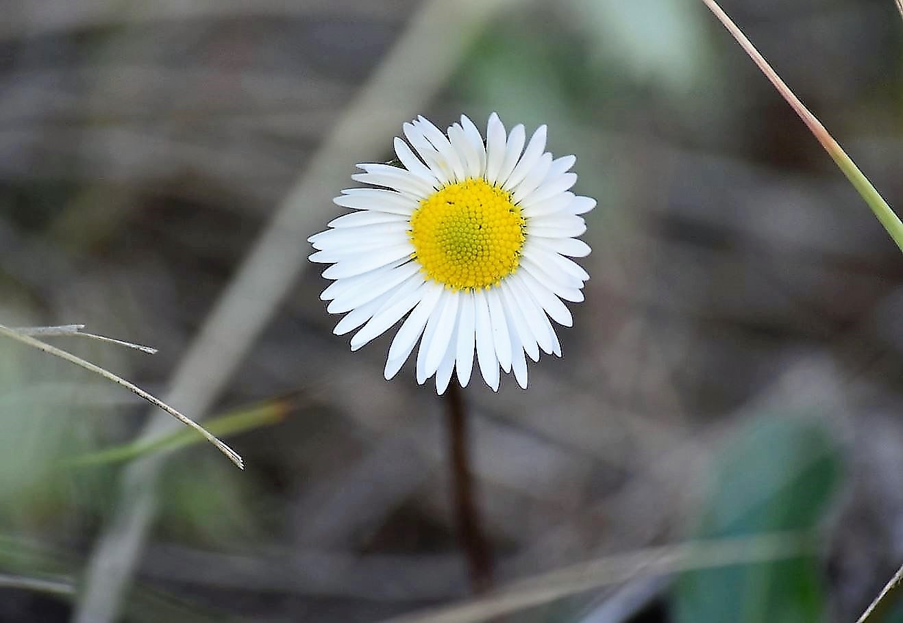 Small White Daisy Flower with Nice Blurred Background