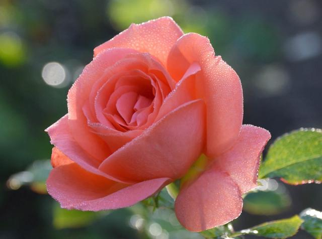 Soft Pink Rose with Many Dew Drops in the Morning