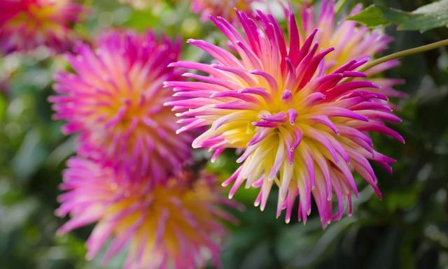 Spiky Dahlia Flower in Pink Yellow and White