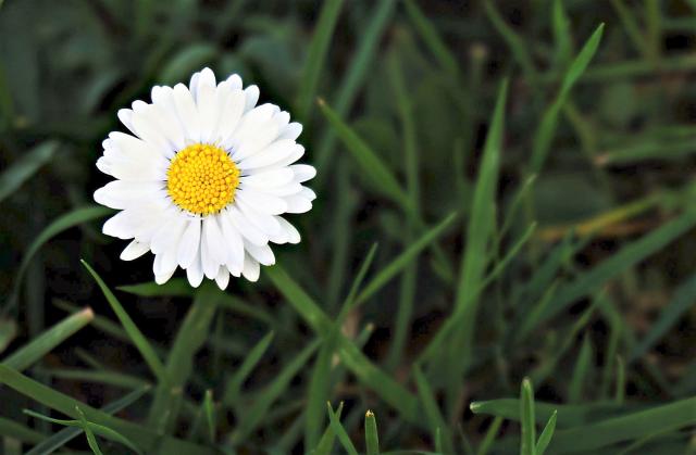 White Daisy Flower in the Field of Green Grass