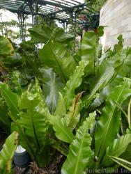 Bird's Nest Fern at Central Park Allure of the Seas