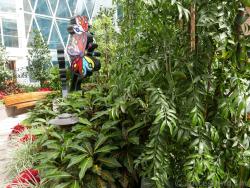 Broadleaf Podocarpus from Japan at Central Park Allure of the Seas