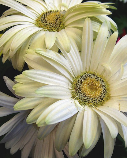 cream daisy flowers.jpg