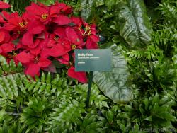 Holly Fern from Japan at Central Park Allure of the Seas
