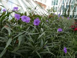 Lavender Petunia Flowers at Central Park Allure of the Seas