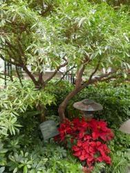 Willow Leaf Ficus Tree at Central Park Allure of the Seas