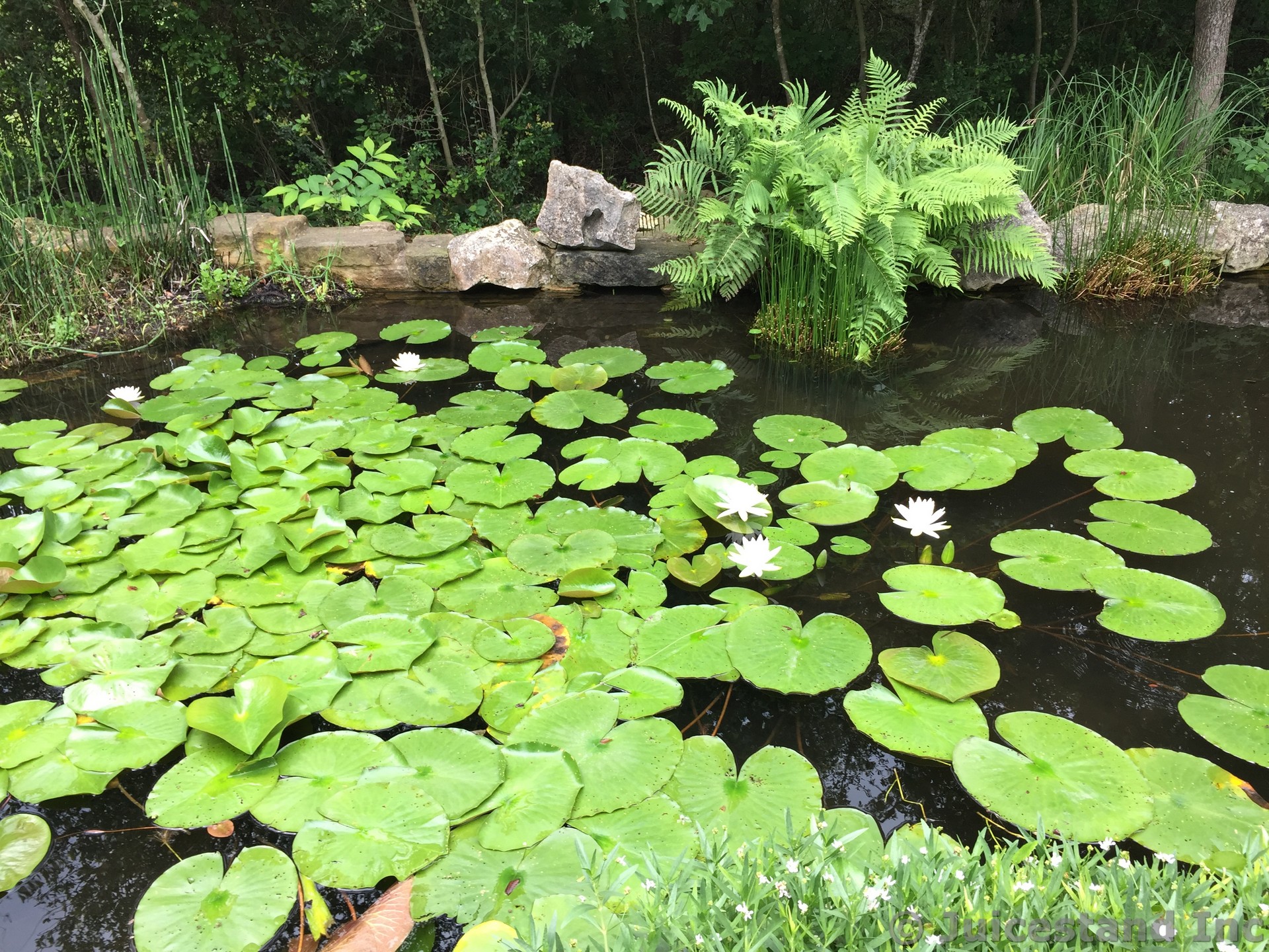 Lotus Flowers in the Pond at Austin Wildflower Center