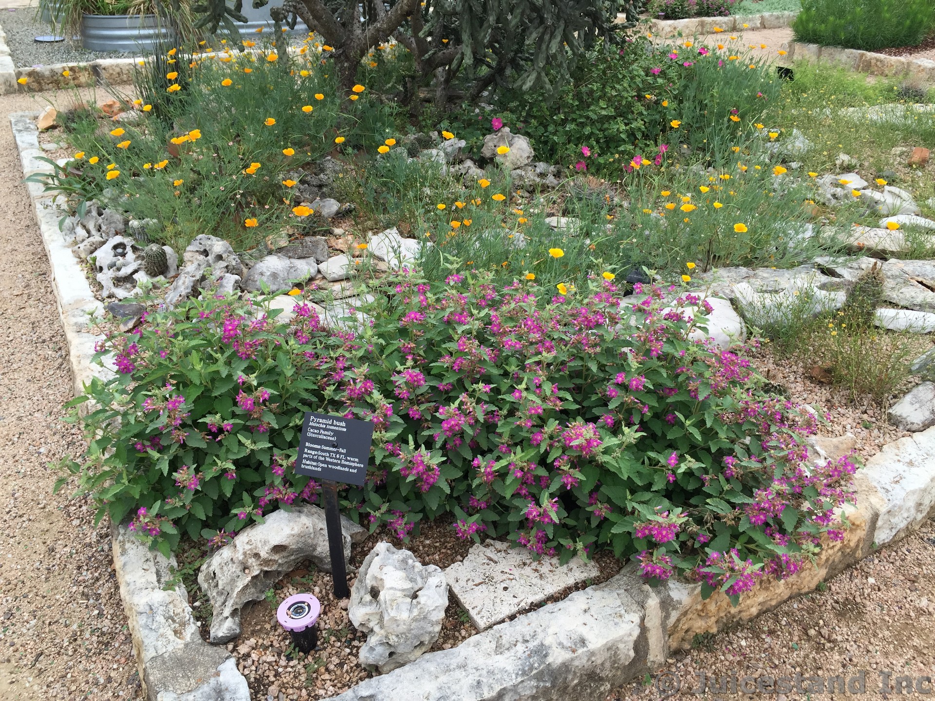 Pyramid Bush Pink Flowers