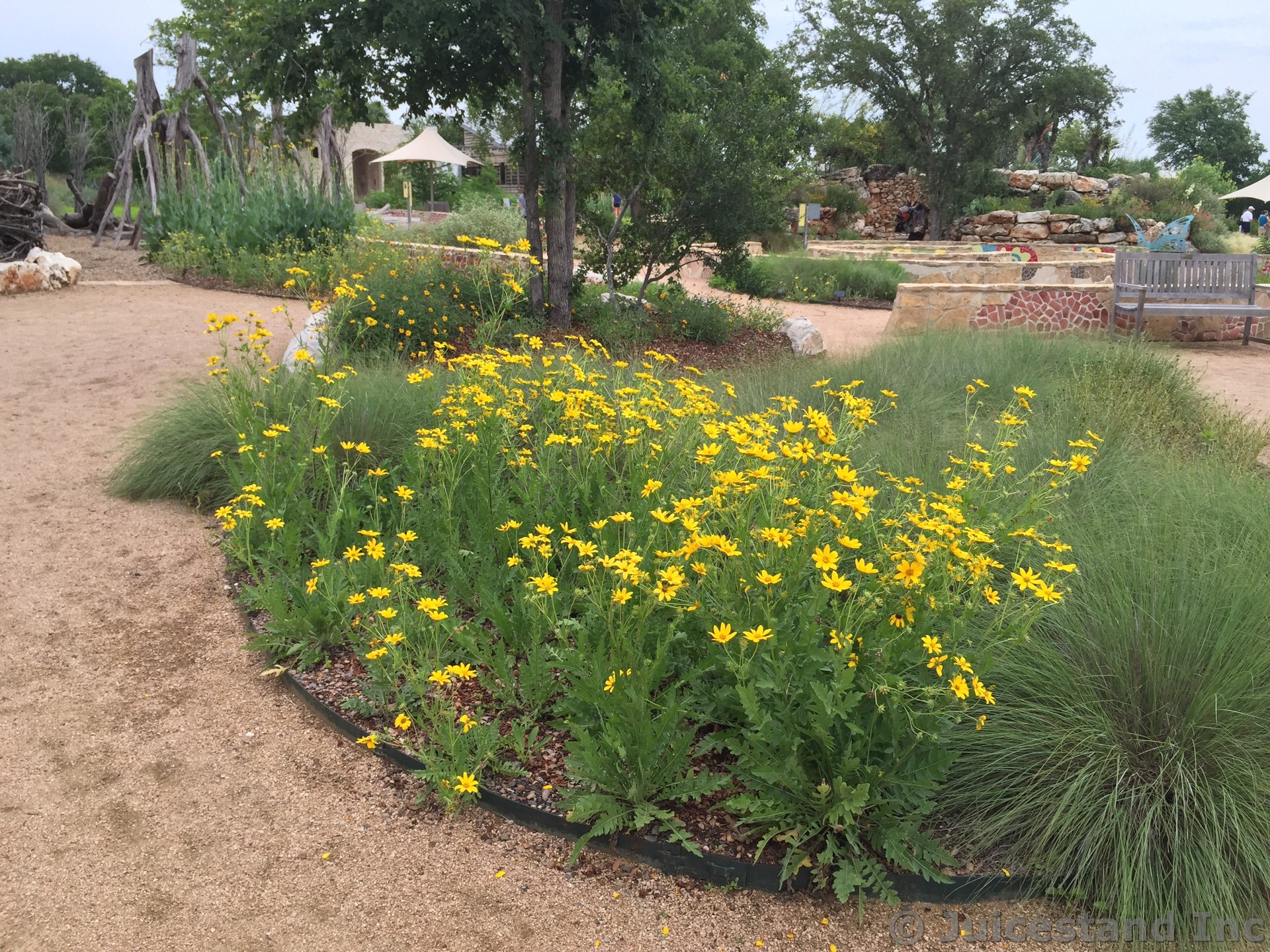 Yellow Daisies at Lady Bird Johnson Wild Flower Center
