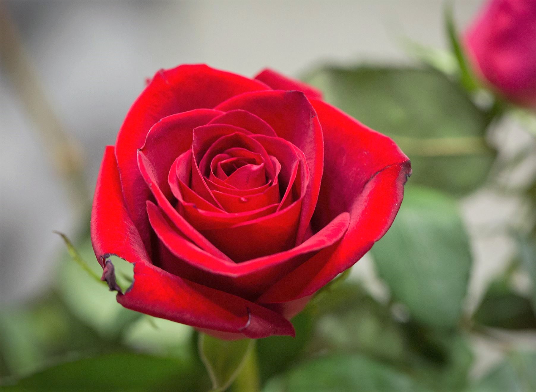 Damaged Red Rose with Blurred Background