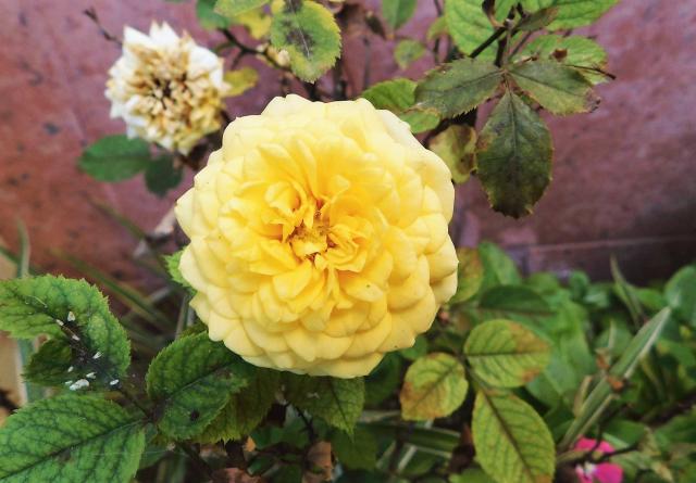 Light Yellow Miniature Rose Flower