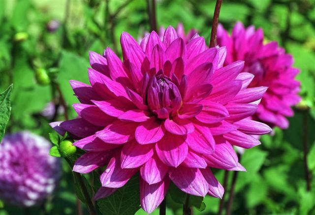 Magenta Dahlia Flower with Dew Drops