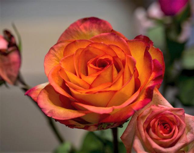 Orange Rose with Blurred Background