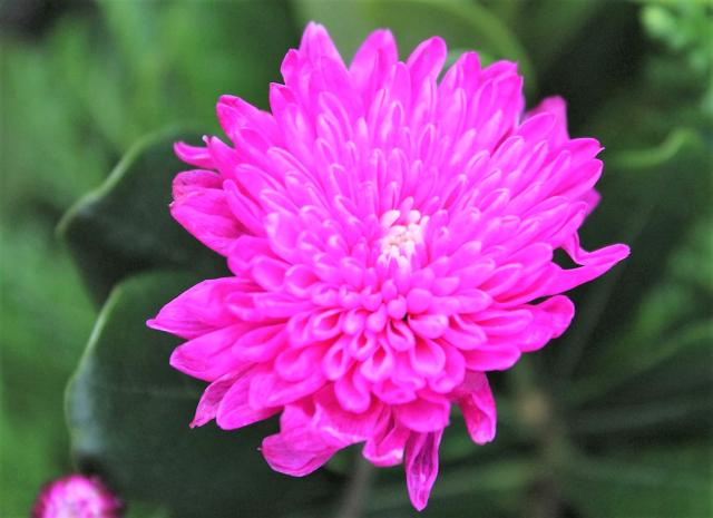 Pink Chrysanthemum Flower with Blurred Background