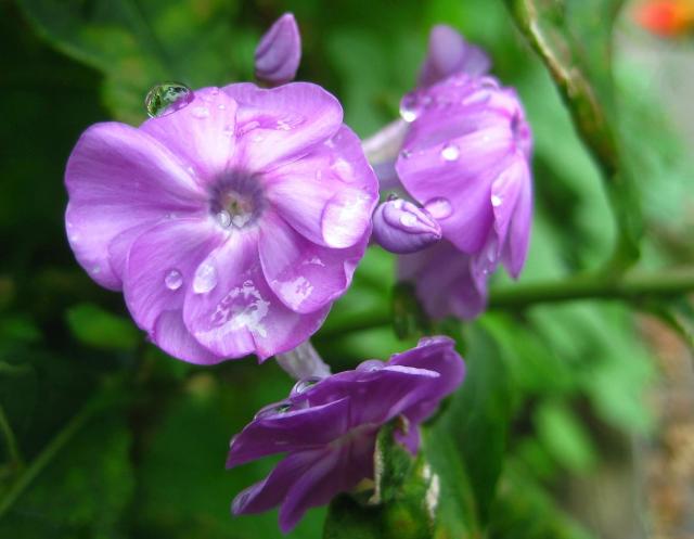 Pink Fall Phlox Flower with Dew Drops
