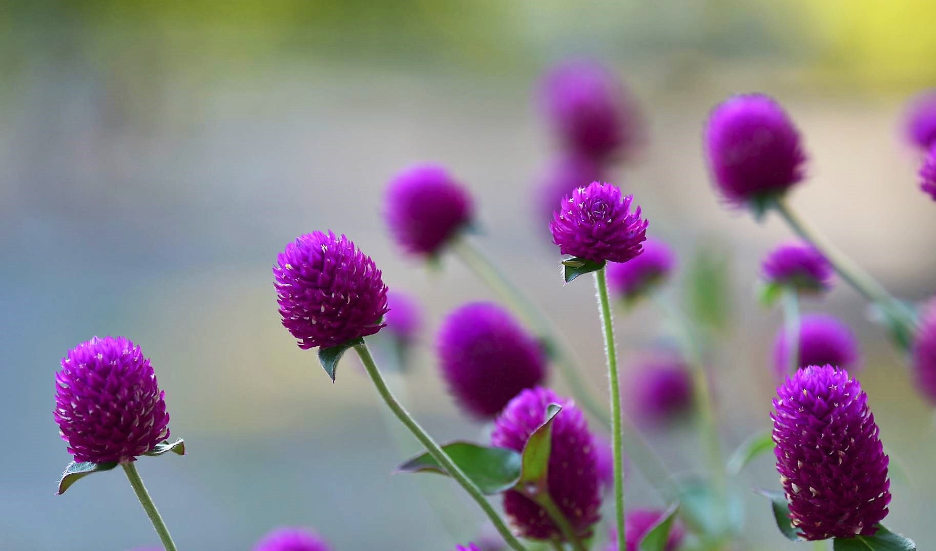 Pink Globe Amaranth Flowers with Blurred Background