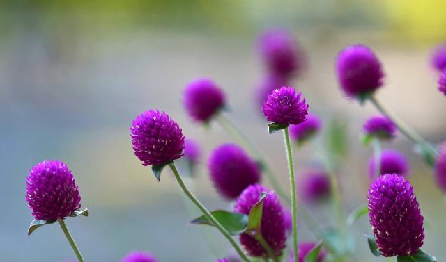 Pink Globe Amaranth Flowers with Blurred Background