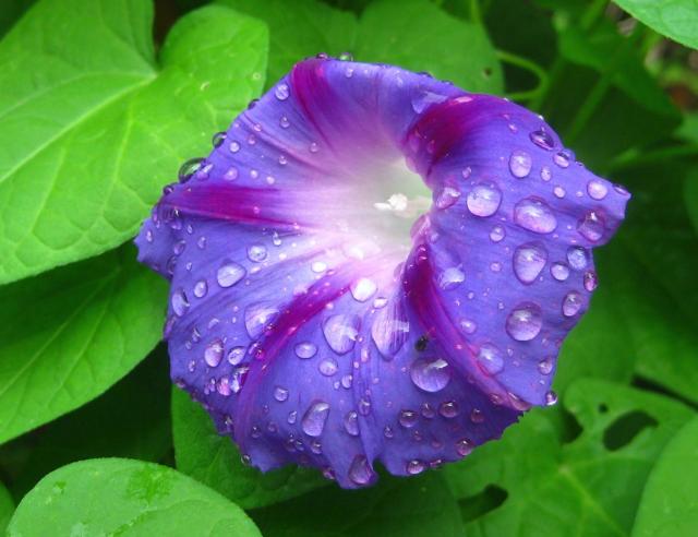 Purple Flower Morning Glory with Dew Drops