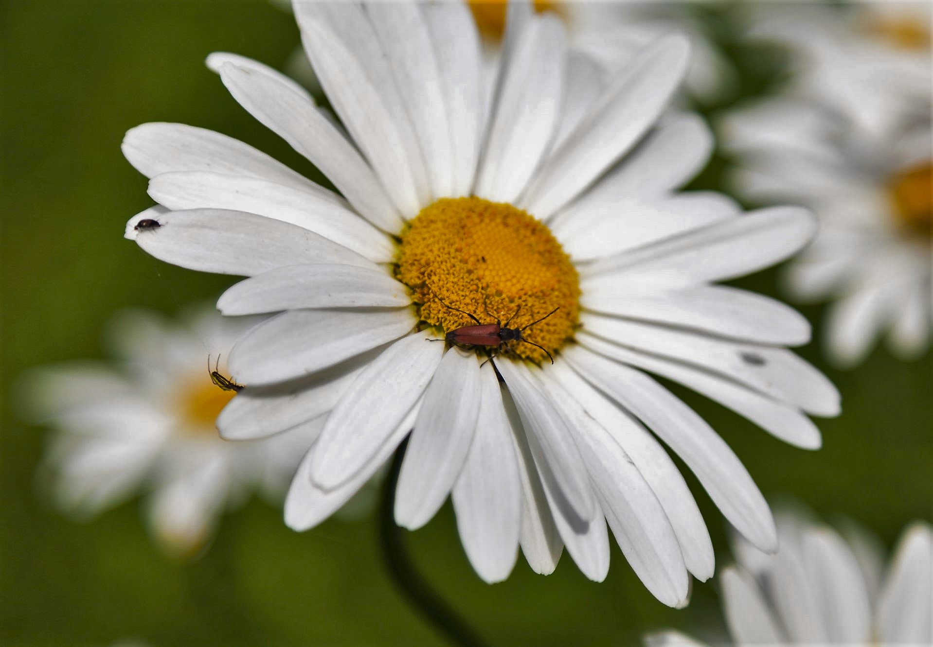 White Daisy with Yellow Center and Bugs on the Flower