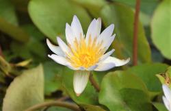 White Waterlily Flower with Yellow Center