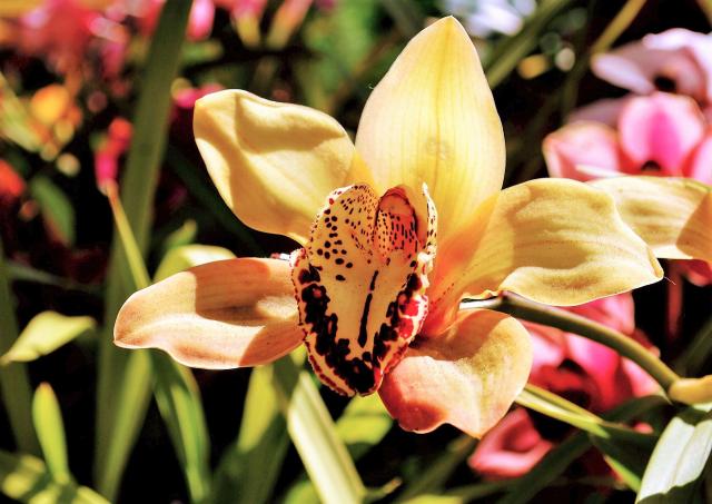 Yellow Orchid with Spotted Center
