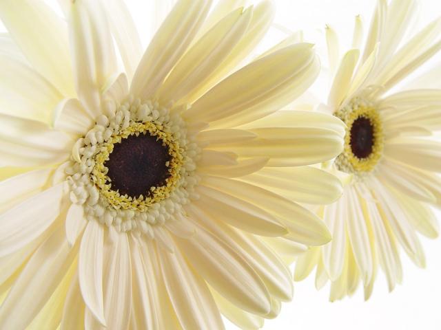 cream daisy flowers with brown center.jpg