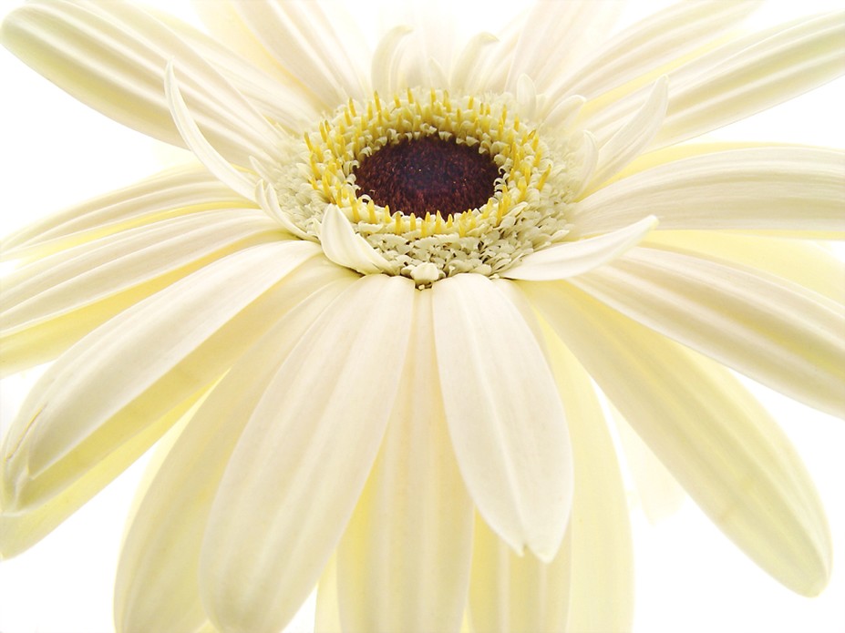 cream daisy flower picture.jpg