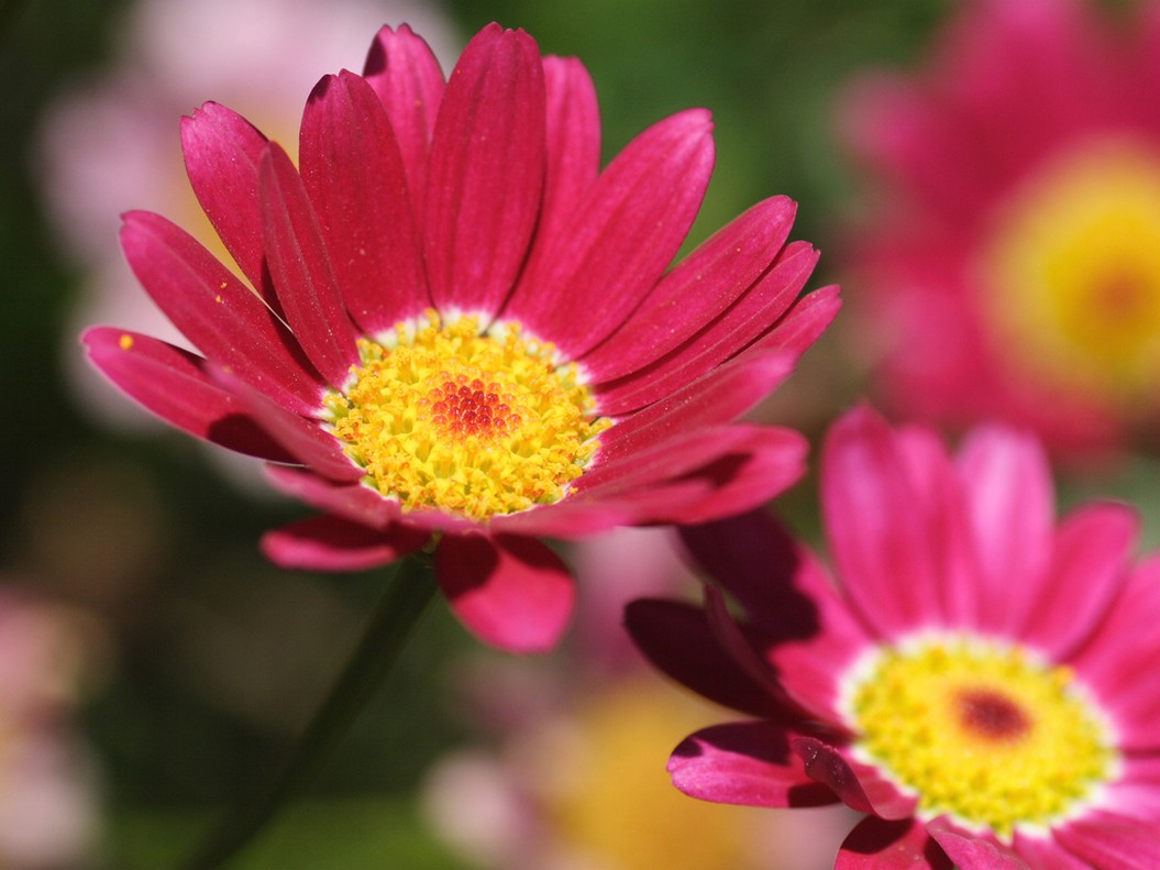 colorful wild flowers.jpg