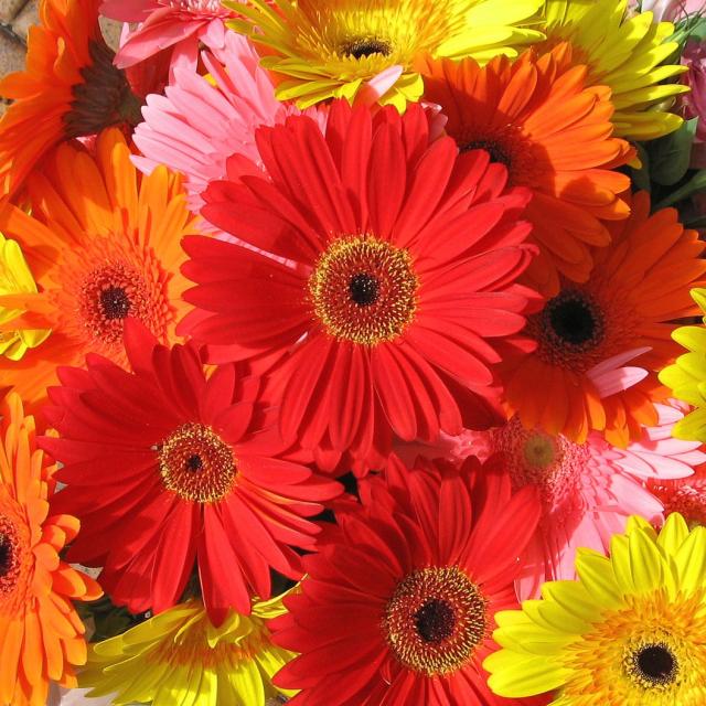 colorful Gerberas.jpg