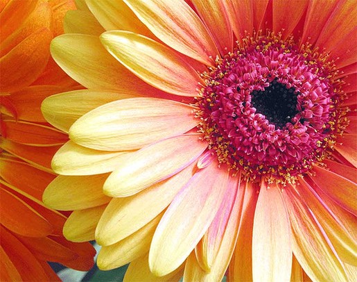 colorful gerber daisy.jpg