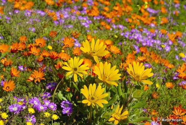 colorful flowers photo.jpg