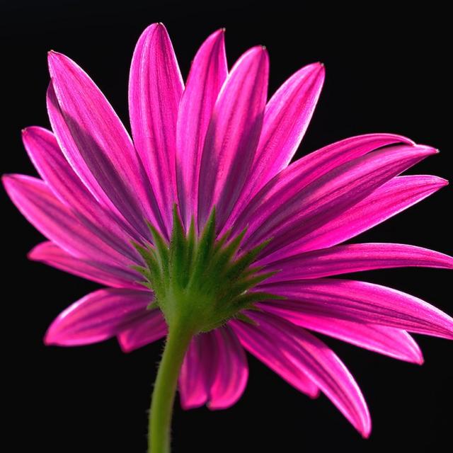 colorful daisy flower.jpg