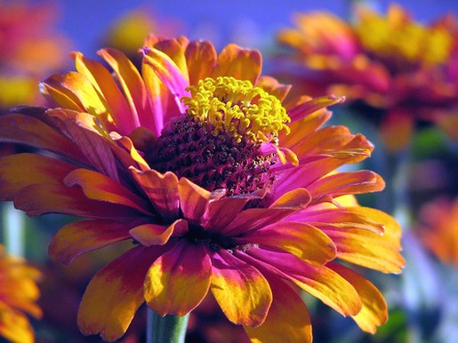 colorful daisy flower photo.jpg