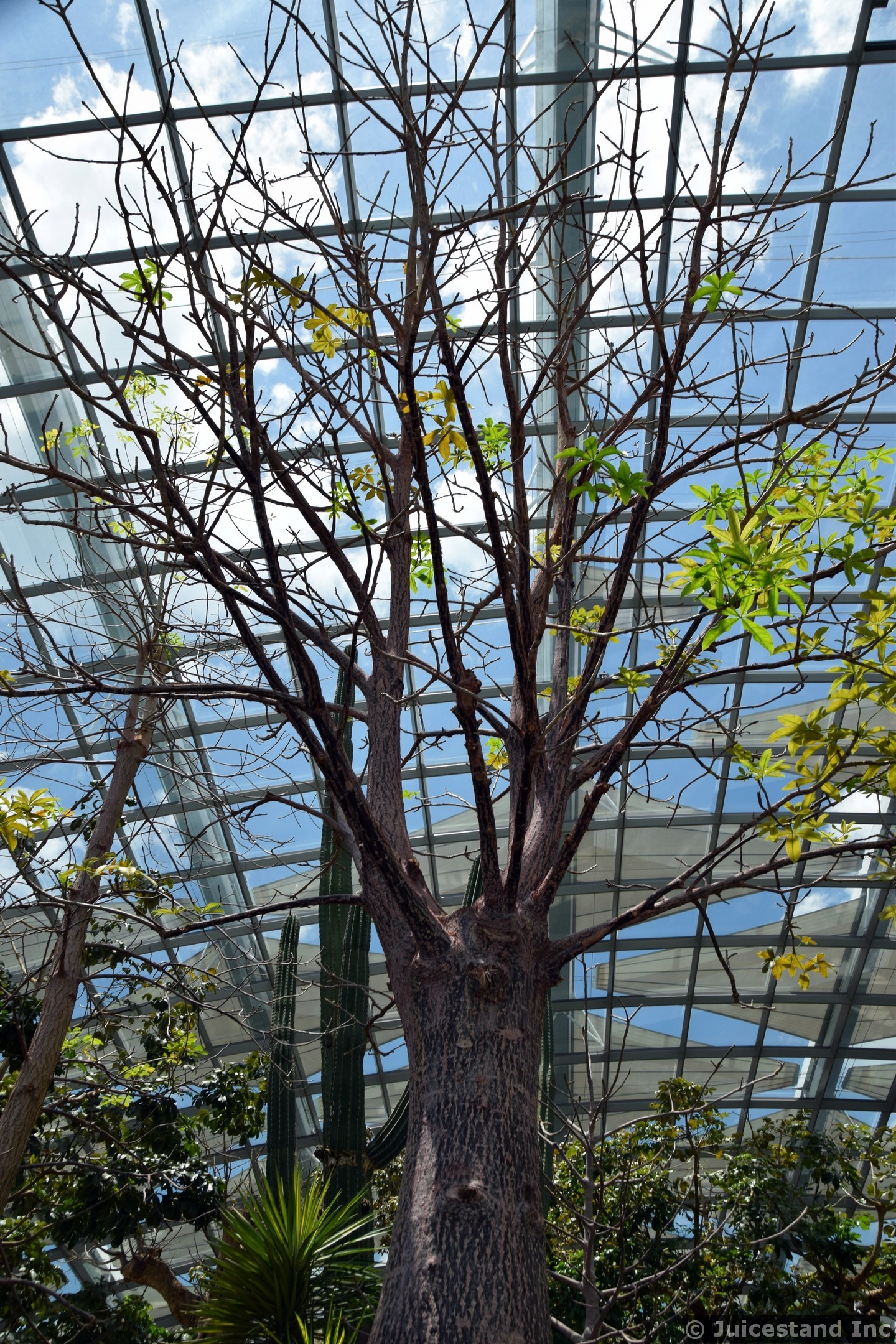 African Baobab Tree at Gardens by the Bay