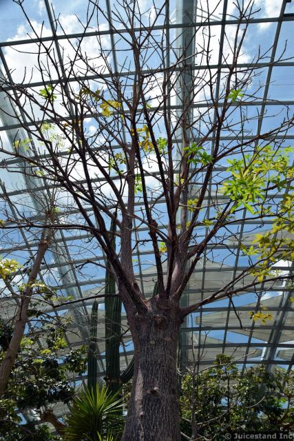African Baobab Tree at Gardens by the Bay