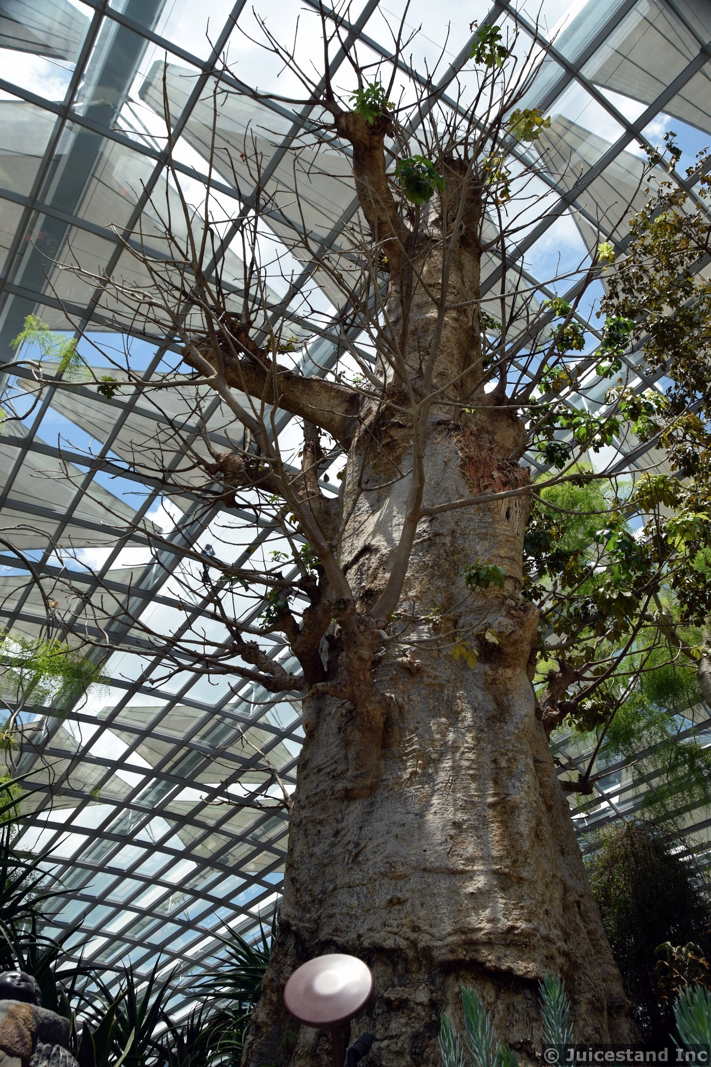 African Baobab Tree inside Flower Dome