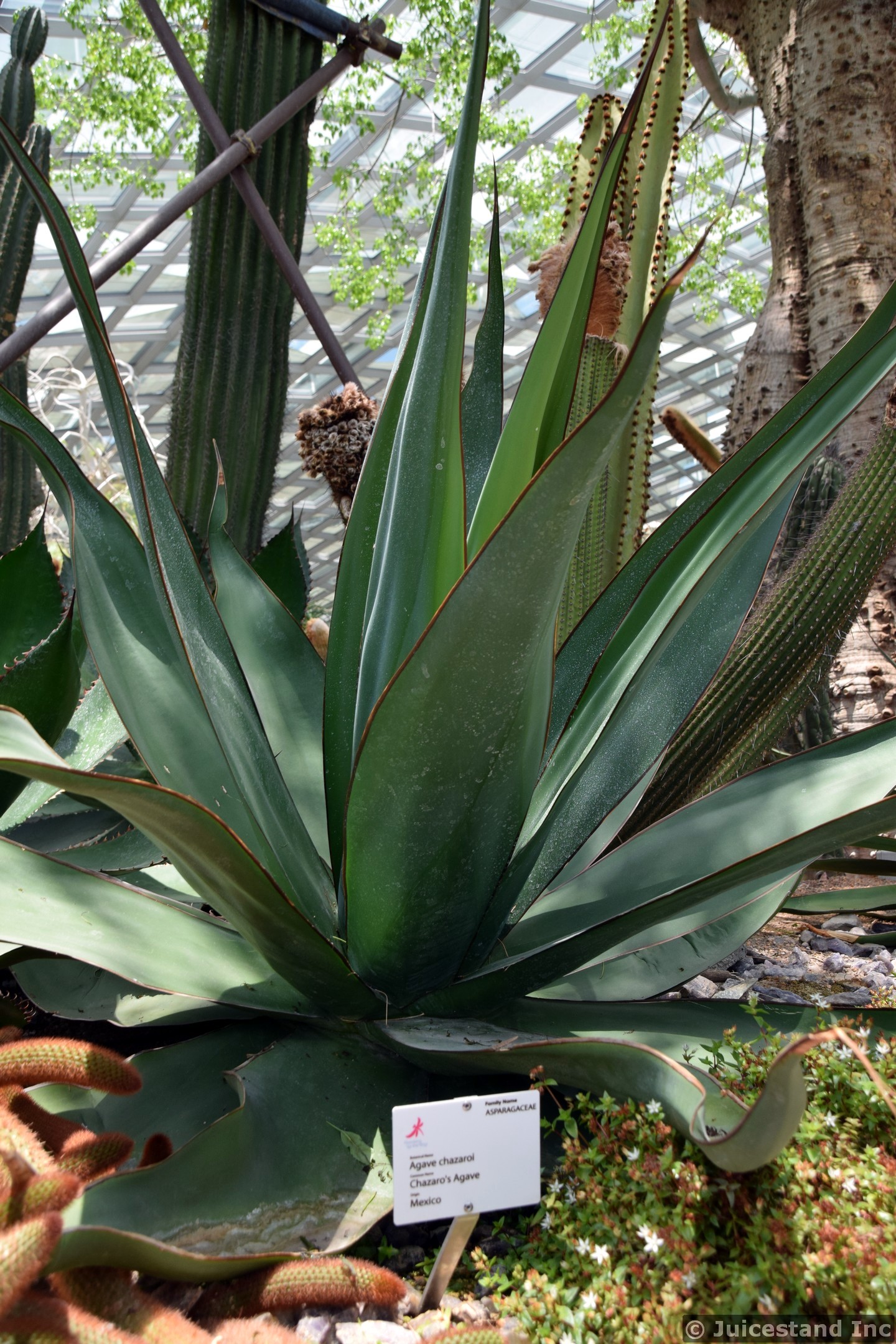 Agave Chazaroi in Flower Dome