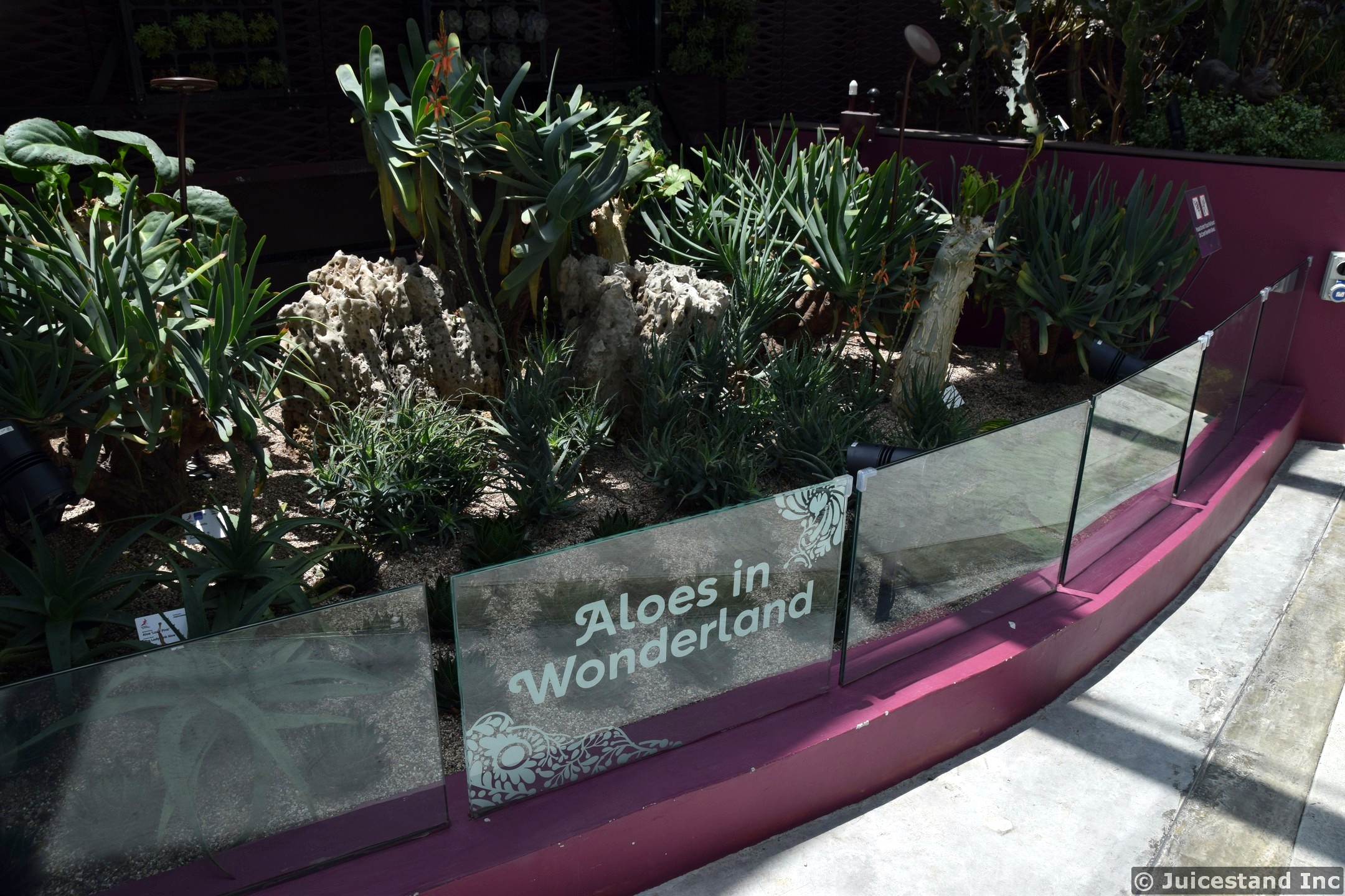 Aloes in Wonderland Gardens by the Bay