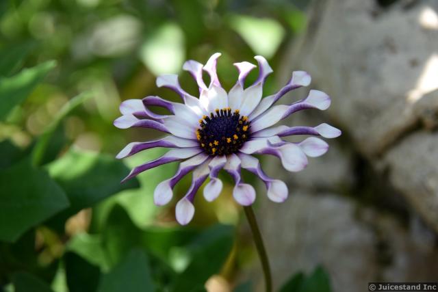 Blue and White Daisybush at Gardens by the Bay