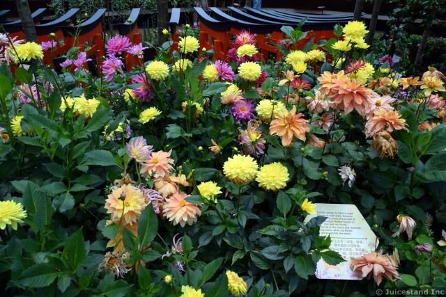 Colorful Dahlia Flowers at Flower Dome