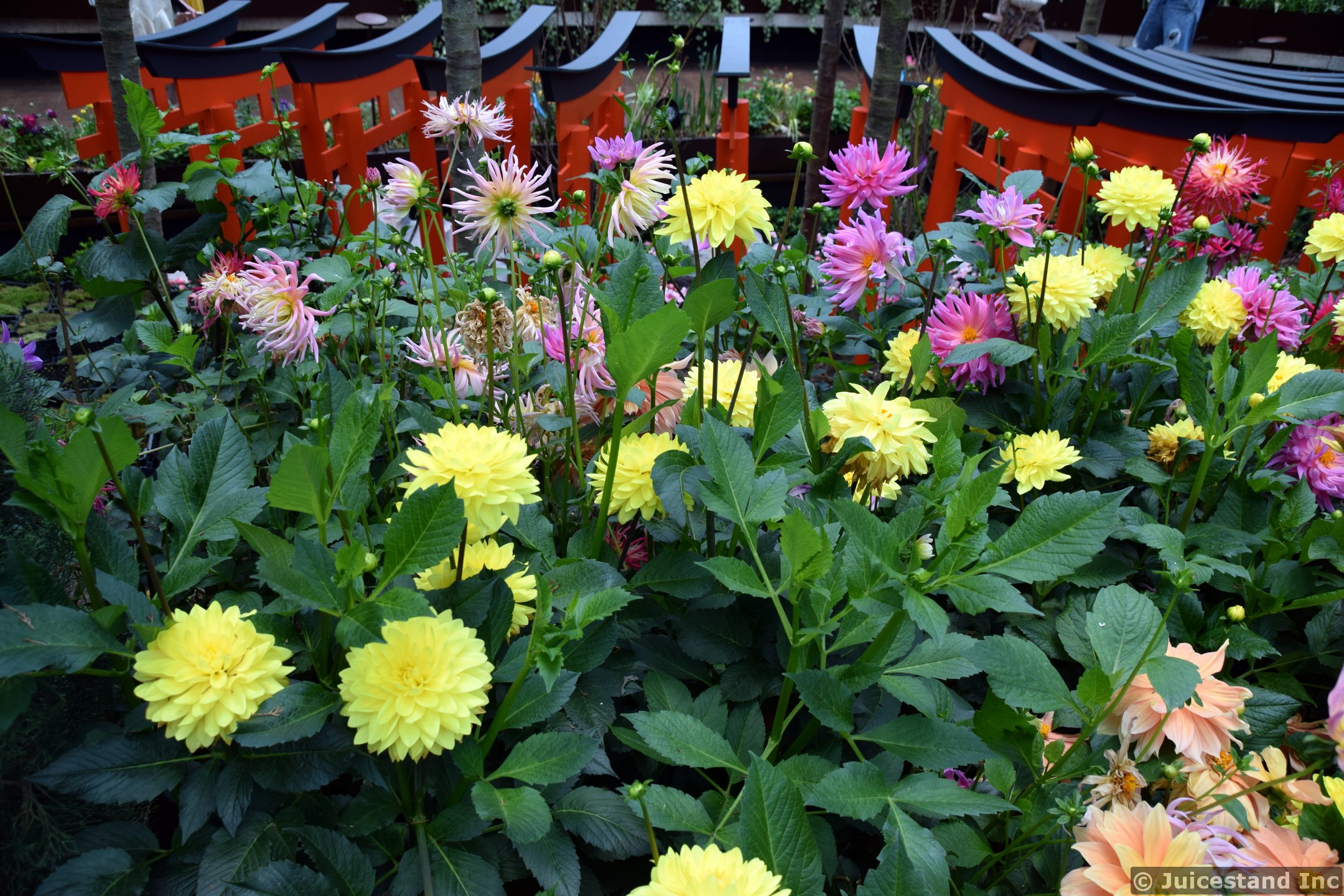 Dahlias at Japanese Garden Gardens by the Bay