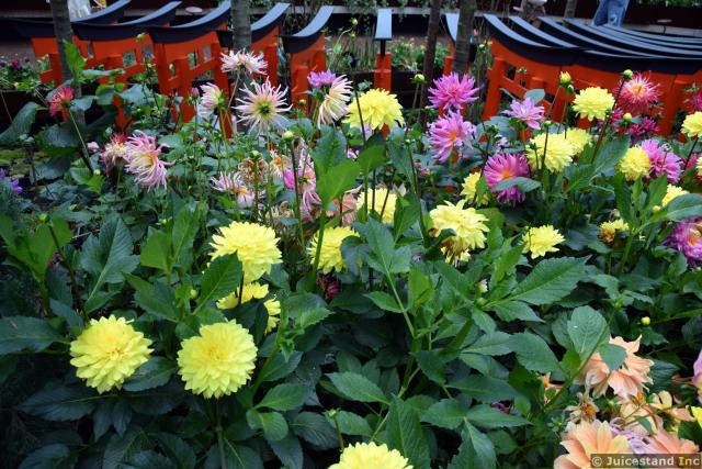 Dahlias at Japanese Garden Gardens by the Bay