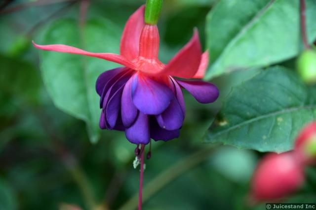 Garden Fuchsia in Red and Purple at Gardens by the Bay